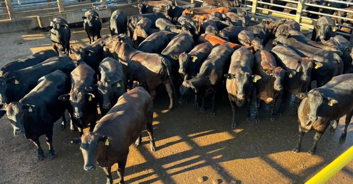 Novilhas surpreendem com quase 19@ no Mato Grosso.