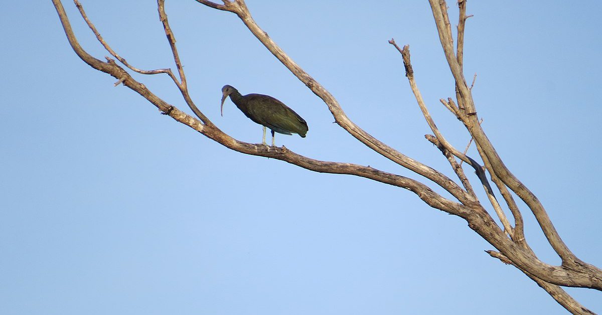 RS confirma novo foco de gripe aviária em aves silvestres; total de casos vai a 6 • Portal DBO