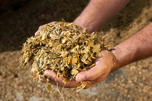 Novos métodos na agropecuária 6 Silagem de Milho (Foto: Galpão Centro-Oeste)