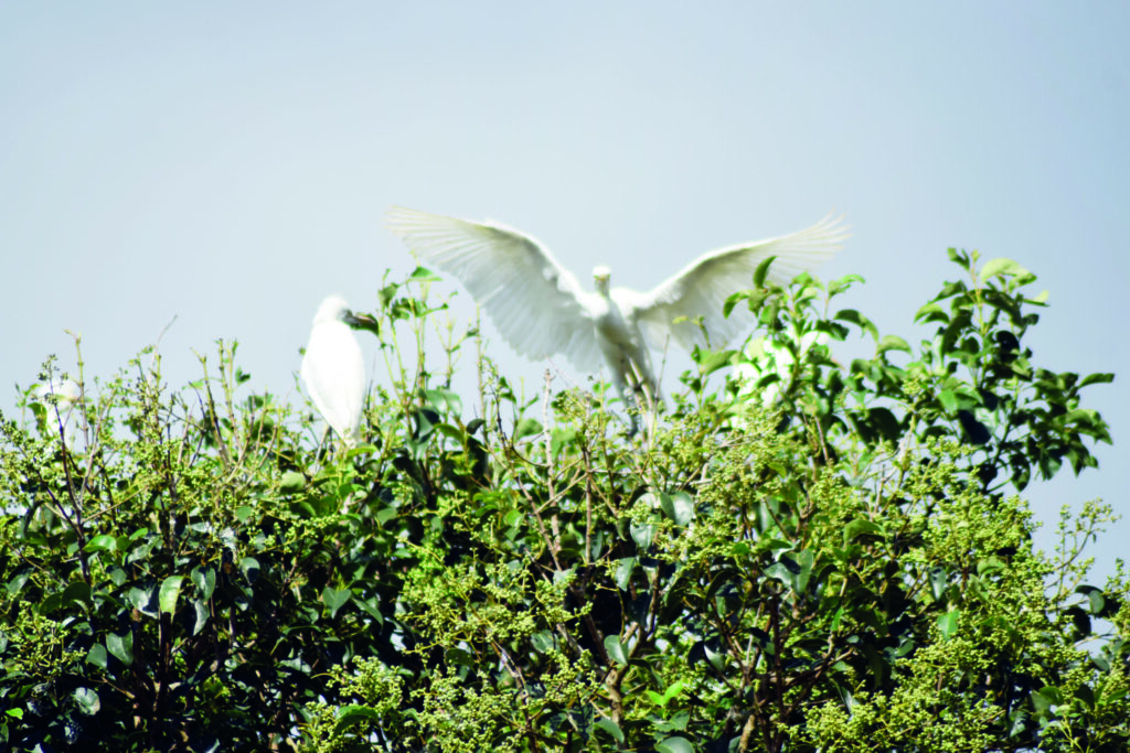 DEMA e Inspetoria de Defesa Agropecuária monitoram movimentação de garças vaqueiras no município