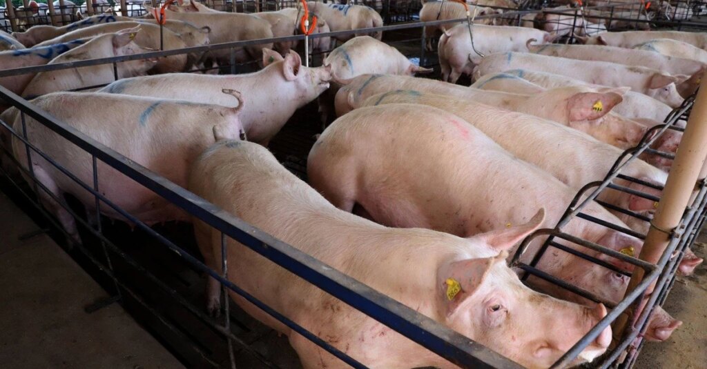 Paraná liderou a importação de suínos de alta genética em 2023