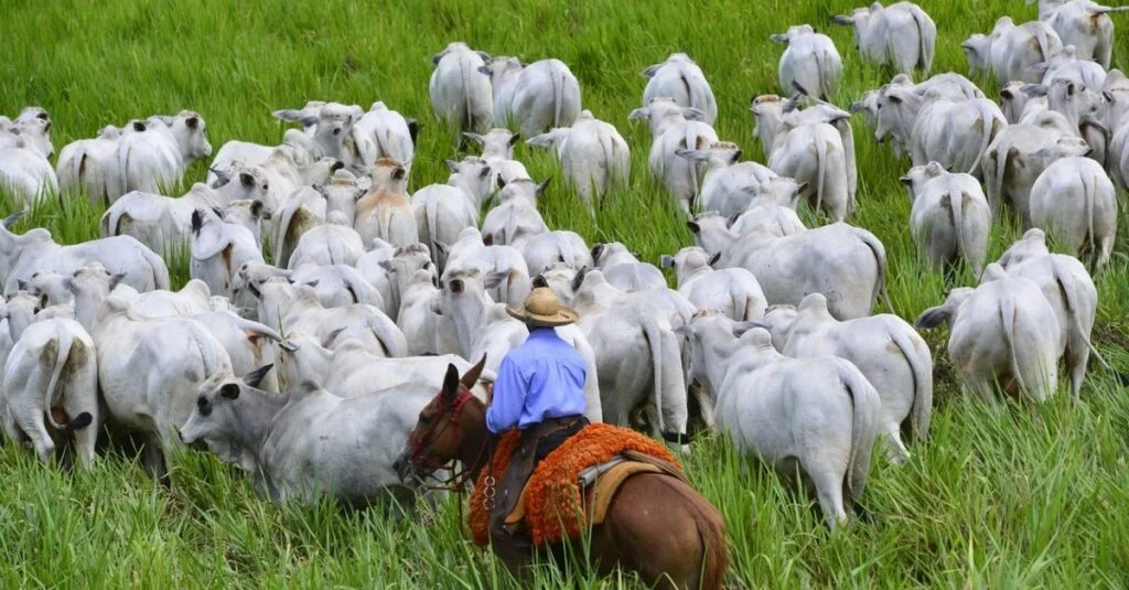 Obra de pesquisador português promete revolucionar genética bovina 39 Pesquisador português lança obra no Brasil para acelerar o progresso genético de bovinos