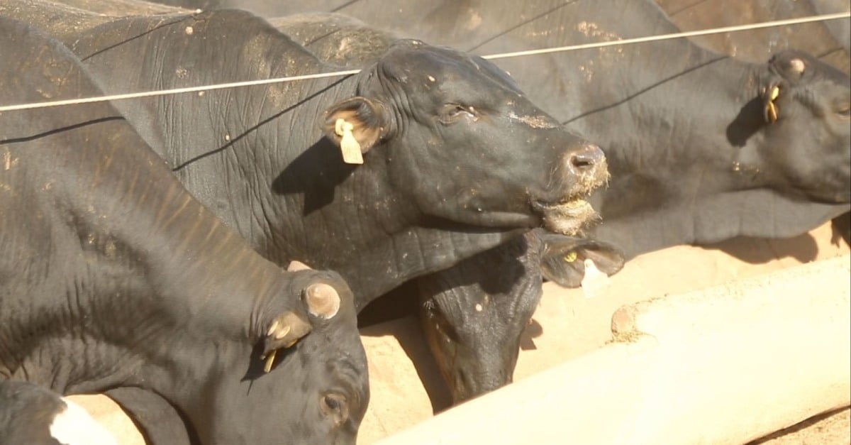 Onde está o restante do gado confinado? 🤔🐄