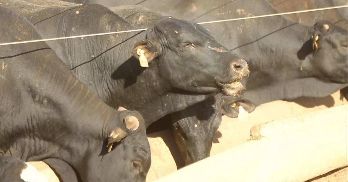 Onde está o restante do gado confinado? 🤔🐄 9 Pesquisa mapeia 2,3 milhões de bovinos, 41% do gado confinado no País em 2023