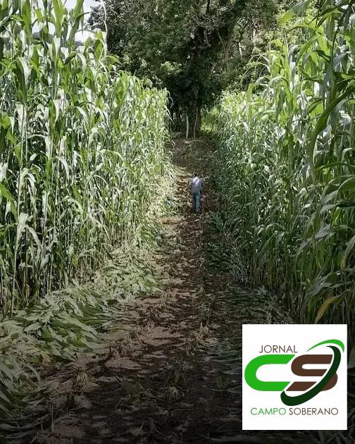 Orientações de Plantio e Manejo do Mega Sorgo Santa Elisa em Água Comprida