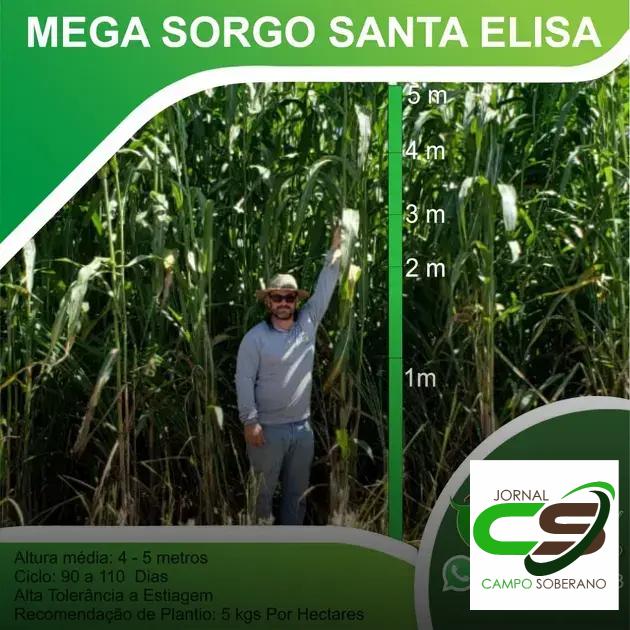 Orientações de Plantio e Manejo do Mega Sorgo Santa Elisa em Alvinópolis