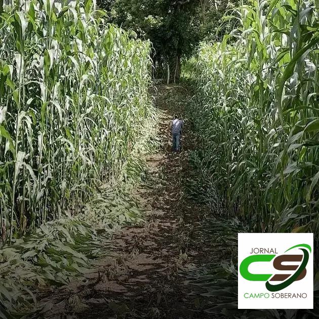 Orientações de Plantio e Manejo do Mega Sorgo Santa Elisa em Oliveira dos Brejinhos Orientações de Plantio e Manejo do Mega Sorgo Santa Elisa em Oliveira dos Brejinhos