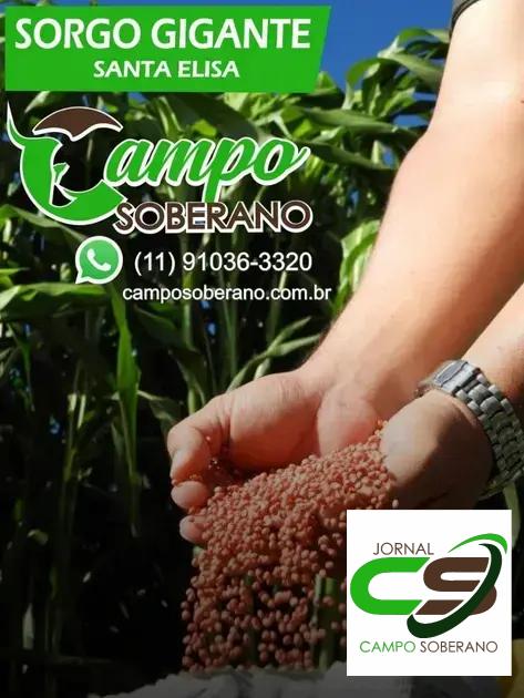Orientações de Plantio e Manejo do Mega Sorgo Santa Elisa em Ourolândia Orientações de Plantio e Manejo do Mega Sorgo Santa Elisa em Ourolândia