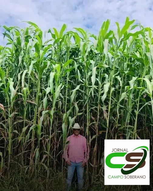 Orientações de Plantio e Manejo do Mega Sorgo Santa Elisa em Palmeiras