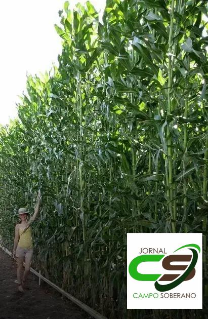 Orientações de Plantio e Manejo do Mega Sorgo Santa Elisa em Paripiranga