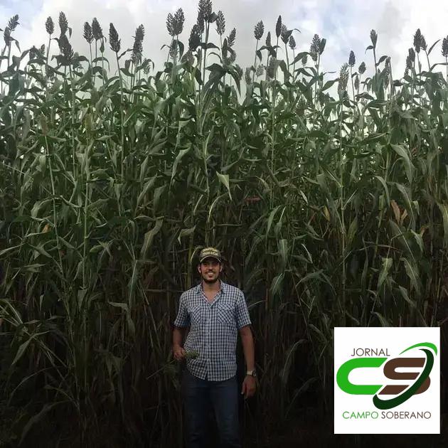 Orientações de Plantio e Manejo do Mega Sorgo Santa Elisa em Pilão Arcado Orientações de Plantio e Manejo do Mega Sorgo Santa Elisa em Pilão Arcado