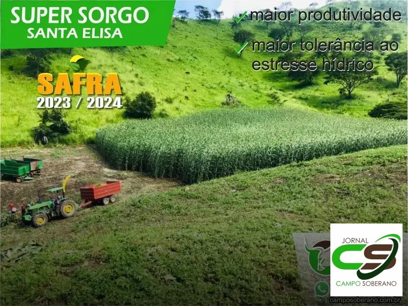 Orientações de Plantio e Manejo do Mega Sorgo Santa Elisa em Pindobaçu