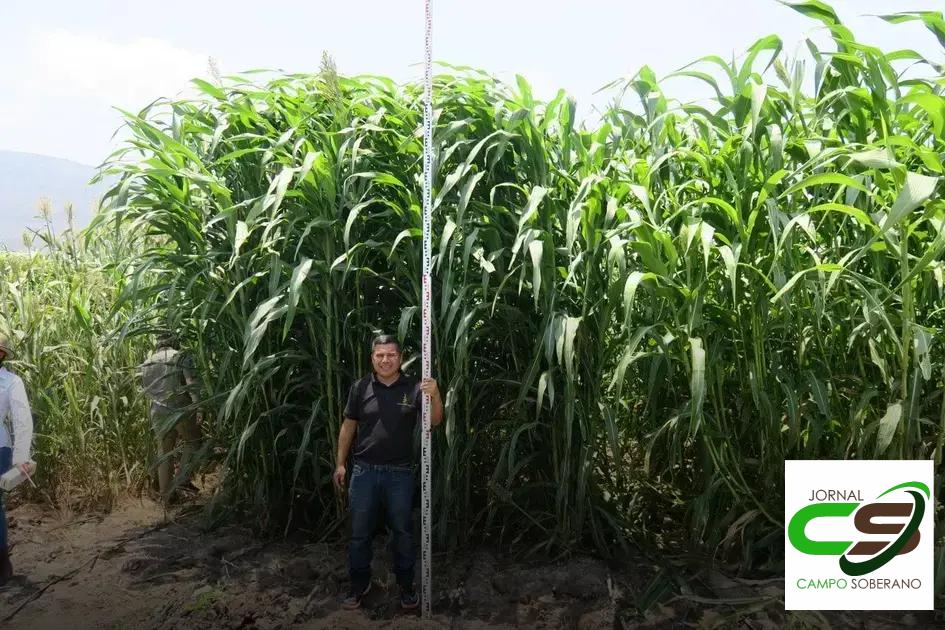 Orientações de Plantio e Manejo do Mega Sorgo Santa Elisa em Ponto Novo