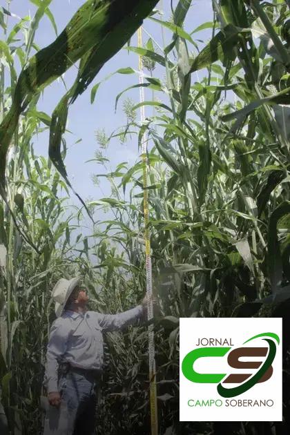 Orientações de Plantio e Manejo do Mega Sorgo Santa Elisa em Remanso