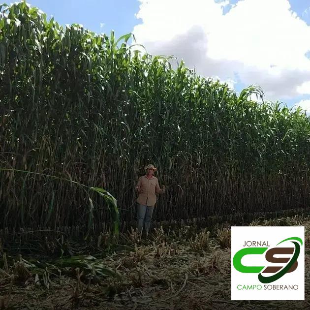 Orientações de Plantio e Manejo do Mega Sorgo Santa Elisa em Rodelas