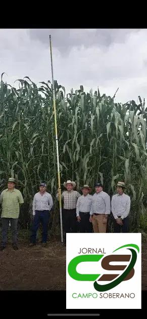 Orientações de Plantio e Manejo do Mega Sorgo Santa Elisa em Salvador