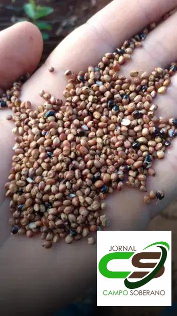 Orientações de Plantio e Manejo do Mega Sorgo Santa Elisa em São Félix Orientações de Plantio e Manejo do Mega Sorgo Santa Elisa em São Félix