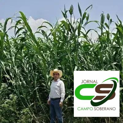 Orientações de Plantio e Manejo do Mega Sorgo Santa Elisa em Sapeaçu