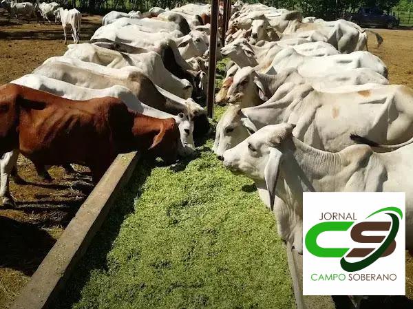 Orientações de Plantio e Manejo do Mega Sorgo Santa Elisa em Saubara