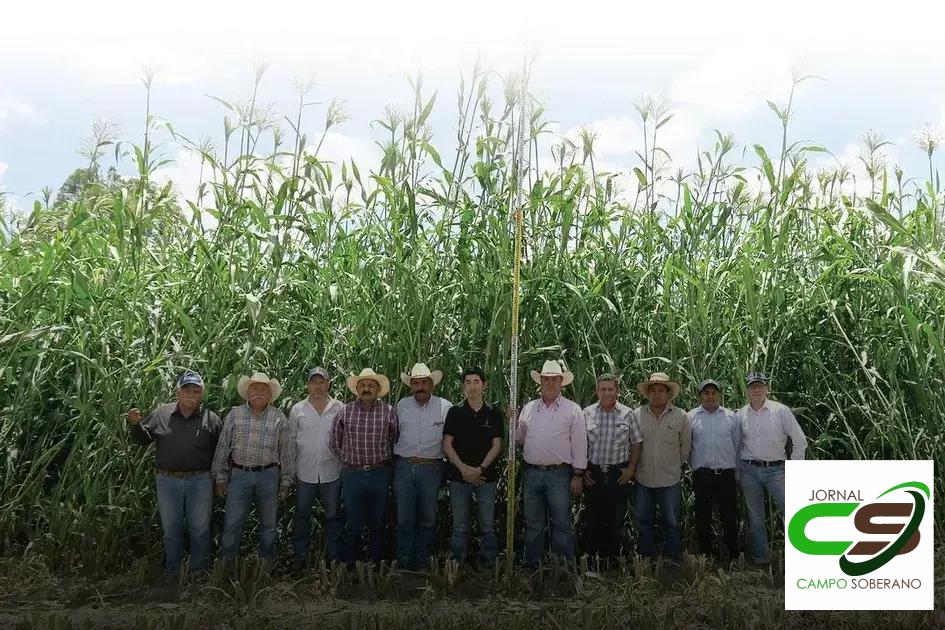 Orientações de Plantio e Manejo do Mega Sorgo Santa Elisa em Sítio do Quinto