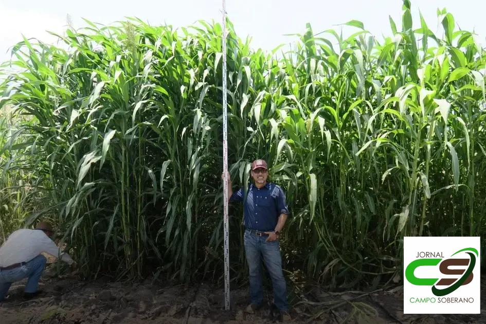 Orientações de Plantio e Manejo do Mega Sorgo Santa Elisa em Ubatã