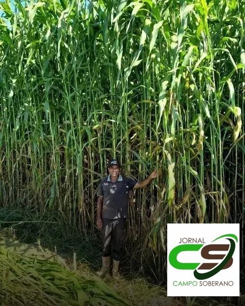 Orientações de Plantio e Manejo do Mega Sorgo Santa Elisa em Varzedo