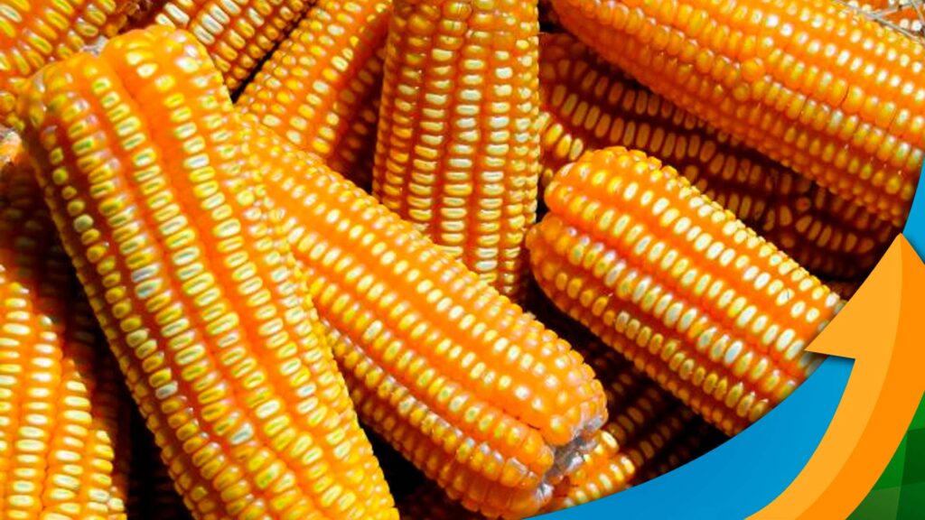 Pará colhe boa safrinha de milho e ganha opções com sorgo e gergelim