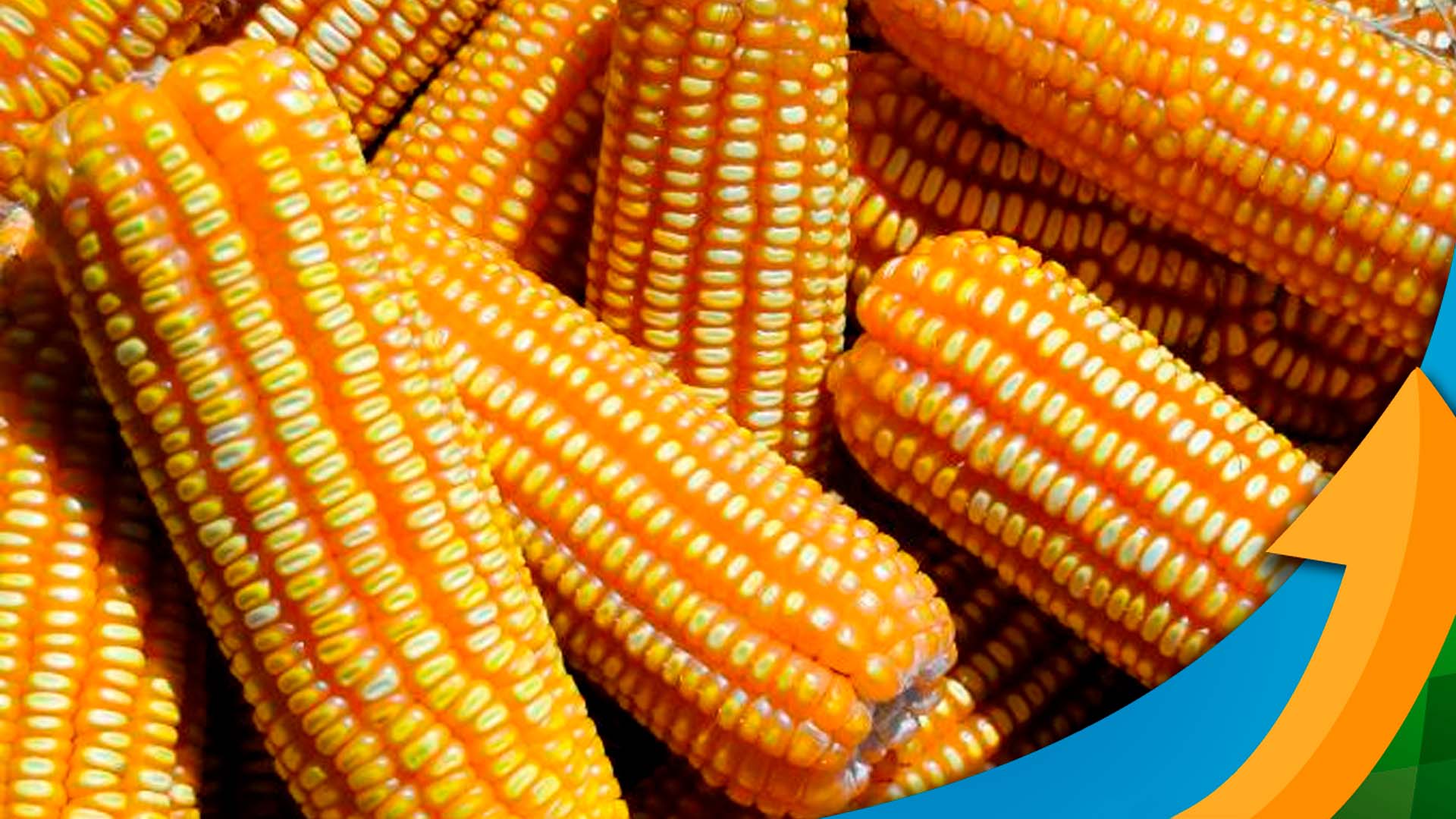 Pará colhe boa safrinha de milho e ganha opções com sorgo e gergelim