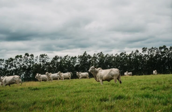 Agricultores do Paraná pavimentam caminho para futuro da agropecuária