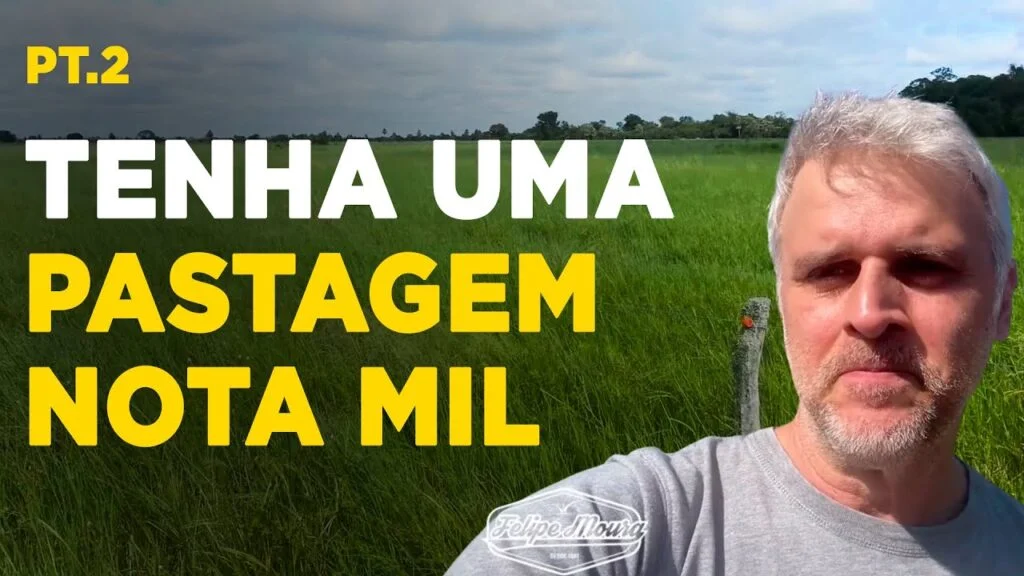 Pastagem de alta qualidade: dicas essenciais 2 pastagem de alta qualidade dicas essenciais