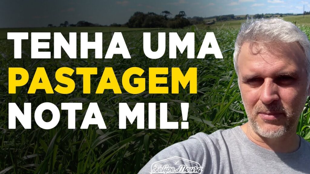 Pastagem de Qualidade: Dicas Infalíveis 2 pastagem de qualidade dicas infaliveis