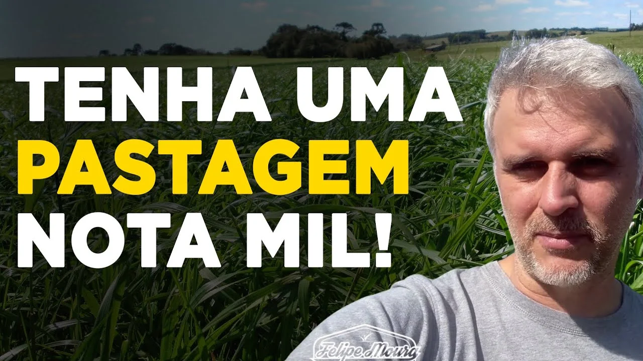 Pastagem de Qualidade: Dicas Infalíveis 43 pastagem de qualidade dicas infaliveis