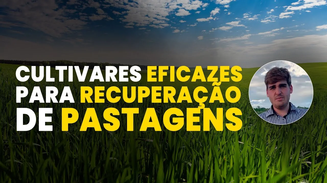 Pastagens: Cultivares Eficientes! 2 pastagens cultivares eficientes