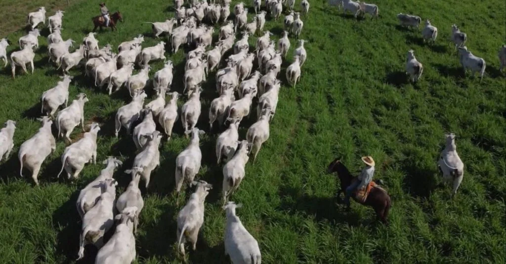 Pasto tratado: caminho sucesso boi gordo. 23 Pasto tratado como lavoura é caminho de sucesso para produção de boi gordo