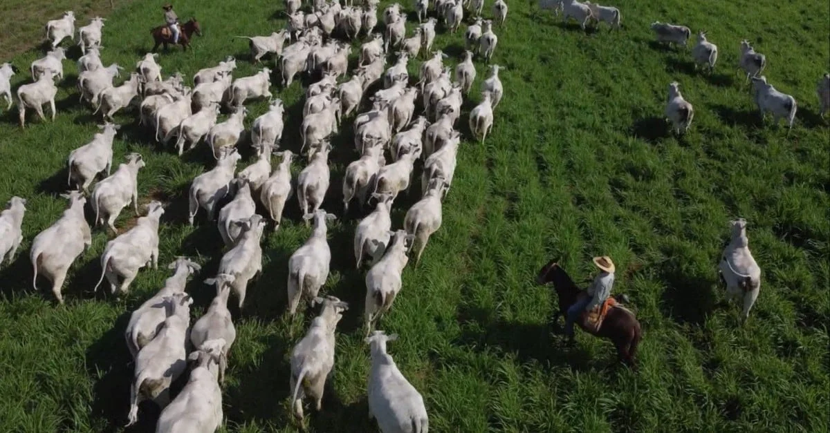 Pasto tratado: caminho sucesso boi gordo. 1 Pasto tratado como lavoura é caminho de sucesso para produção de boi gordo