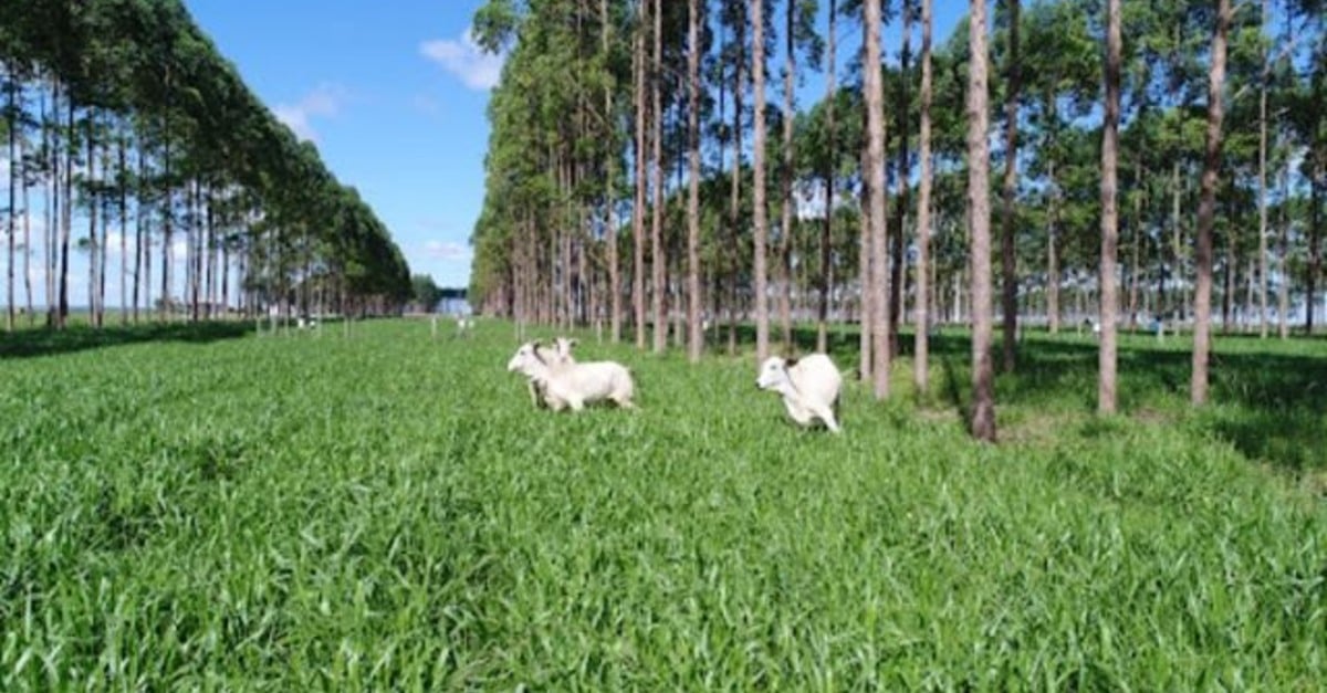 Pastoreio sob árvores: estratégia eficaz.