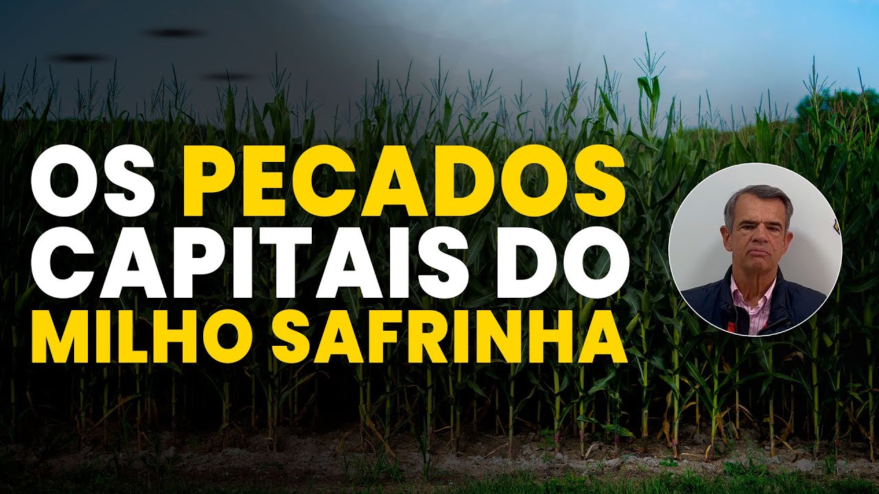 pecados no plantio de milho safrinha