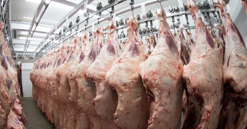 "Produtividade da pecuária de corte evoluiu em vários aspectos" • Portal DBO