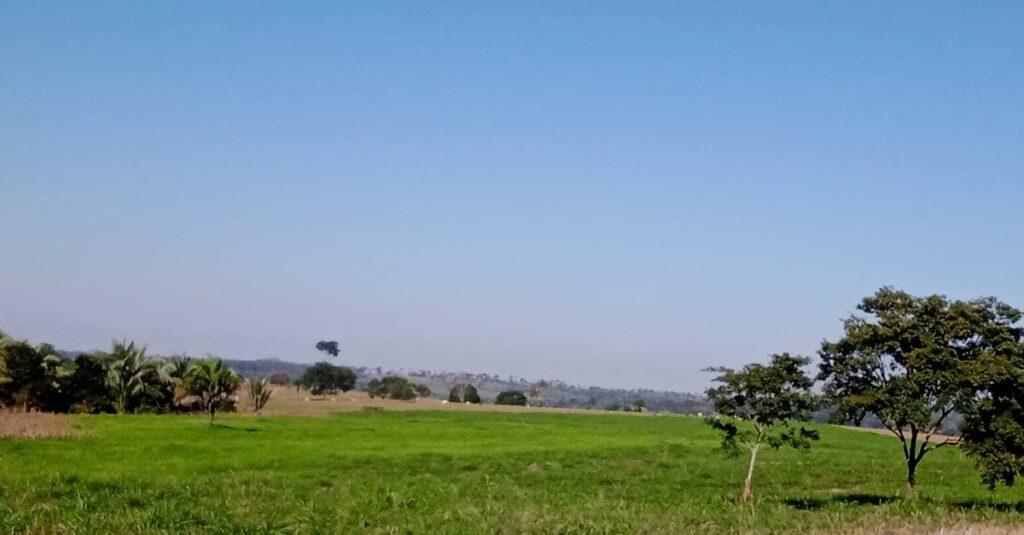 Pecuarista de Mato Grosso restaura pasto e passa a produzir silagem para gado