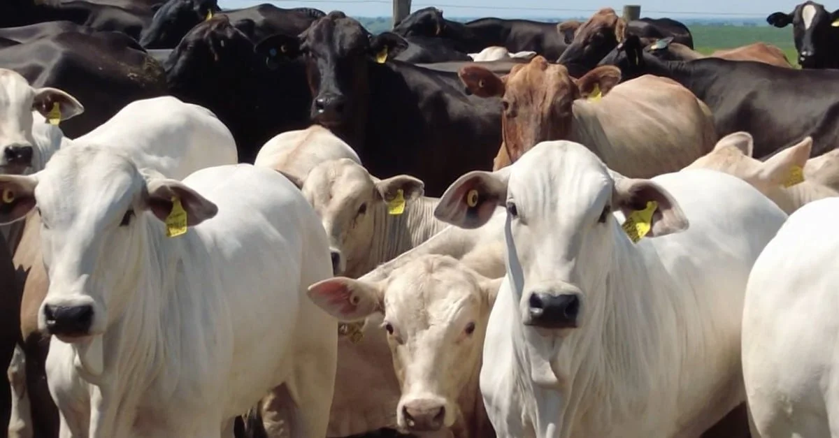 Pecuarista produz bois superprecoce de 1 ano de 20@. 24 Superprecoce: pecuarista inicia jornada para mostrar como produz bois de 1 ano de 20@