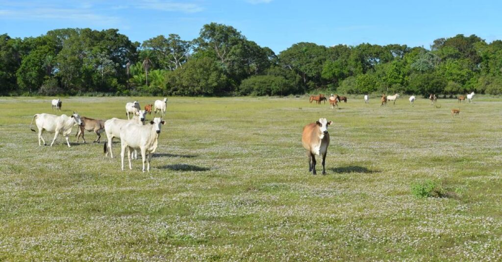 Pecuaristas certificados crescem 30% em 2023. 3 Número de pecuaristas certificados por protocolo no Pantanal cresceu 30% em 2023, diz ABPO • Portal DBO
