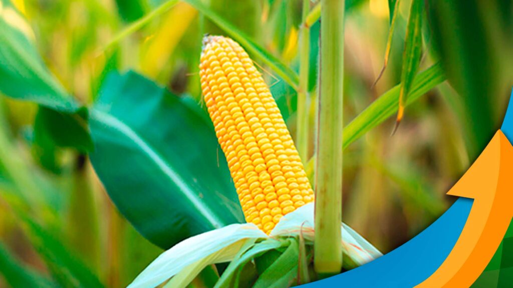 Perdizes/MG começa a colher o milho e se prepara para sorgo e trigo com projeção de empatar nos custos de produção