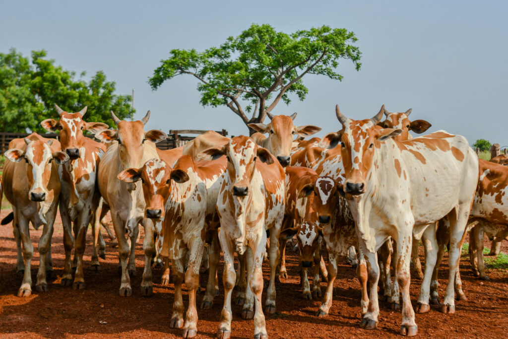 Estudo para comprovação da ausência de circulação da febre aftosa no TO começa em março