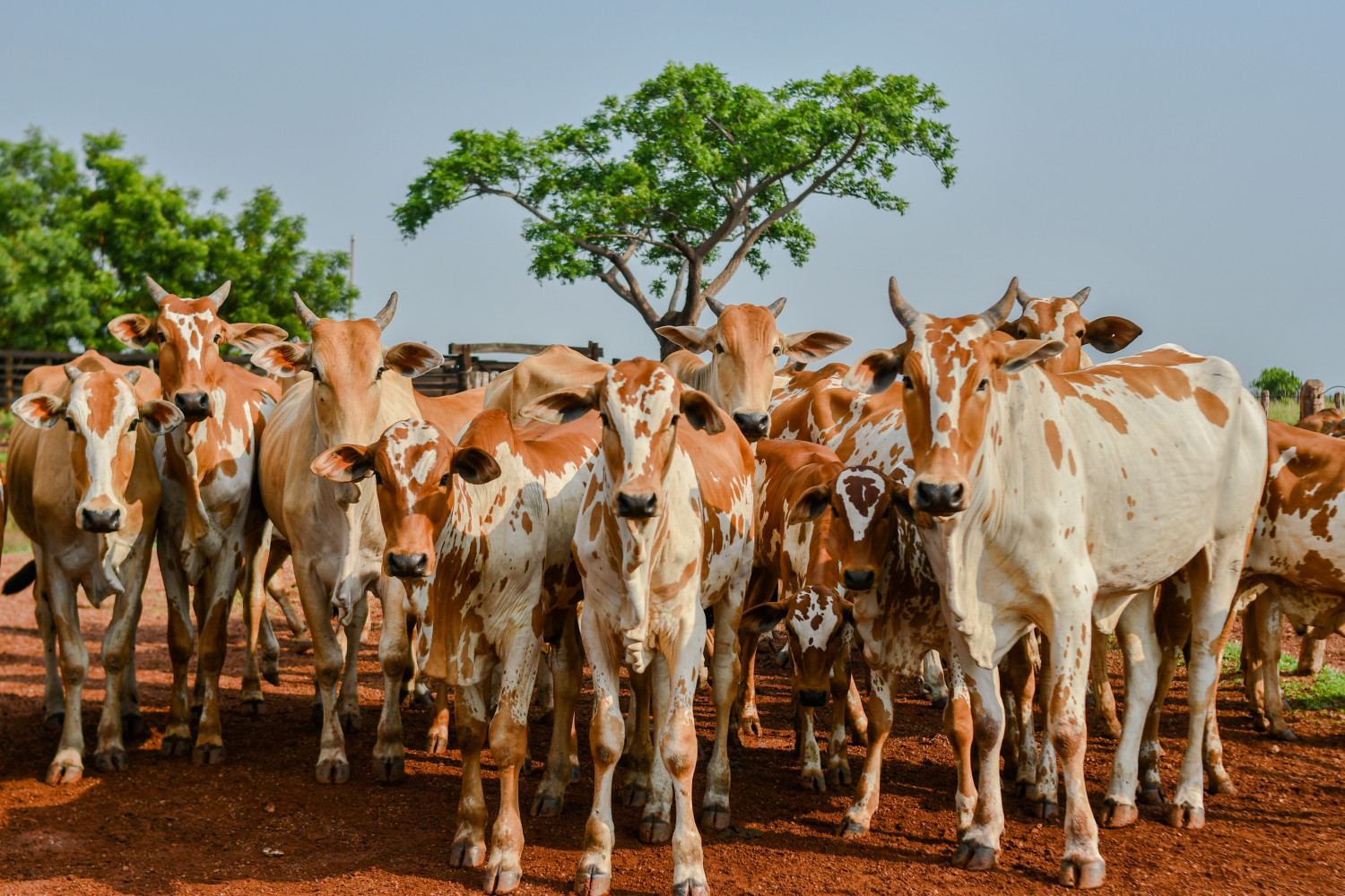 Estudo para comprovação da ausência de circulação da febre aftosa no TO começa em março