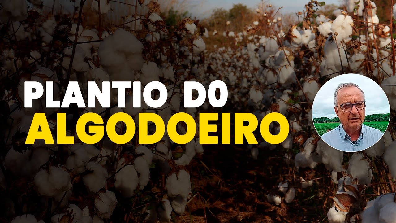 Plantio direto de algodoeiro: população ideal
