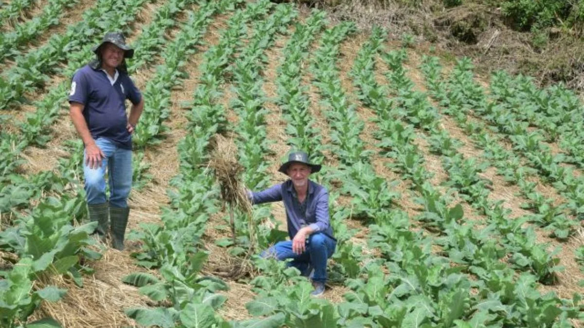 Plantio inovador em SC: menos agrotóxicos, mais produtividade! 9 Voto feminino