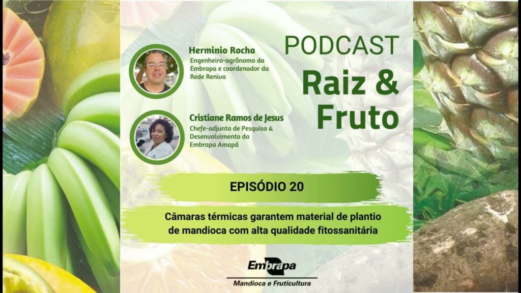 Podcast Raiz & Fruto - Ep. 20 - Tecnologia garante materiais de plantio de mandioca mais sadios 2 podcast raiz fruto ep 20 tecnologia garante materiais de plantio de mandioca mais sadios