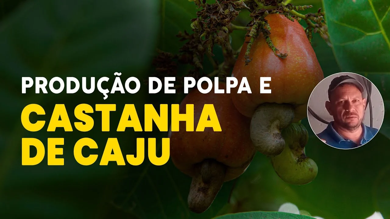 POLPA E CASTANHA DE CAJU, APRENDA O PROCESSO. 1 polpa e castanha de caju aprenda o processo