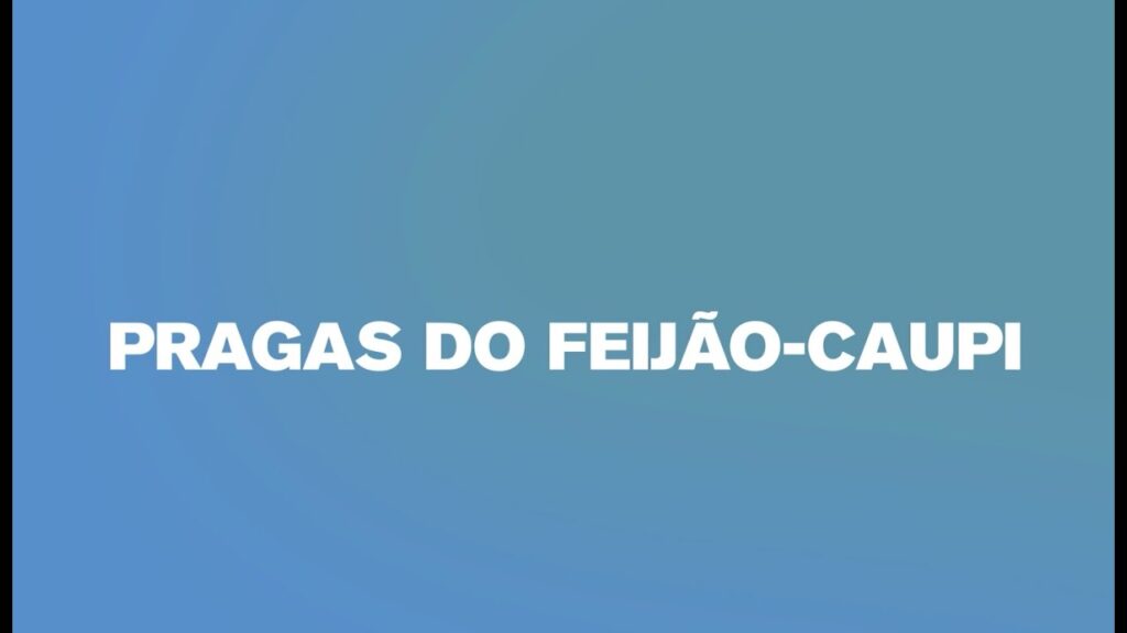 pragas do feijao caupi