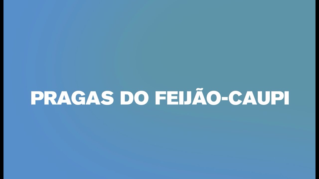 pragas do feijao caupi